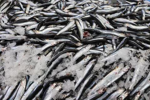The fish. Fish on the counter. Stock Photos