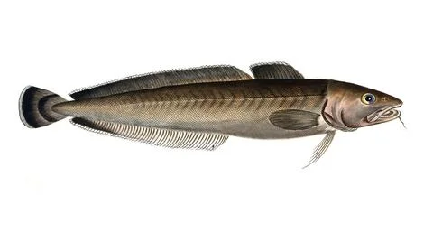Fish, Fish, Family of cod, Gadus molva, the Ling, Historical, digitally restored Stock Illustration