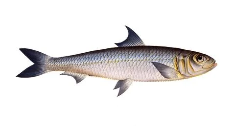 Fish, Fish, Fish genus Herring, Clupea pilchardus, Sardina pilchardus, Atlantic Stock Illustration
