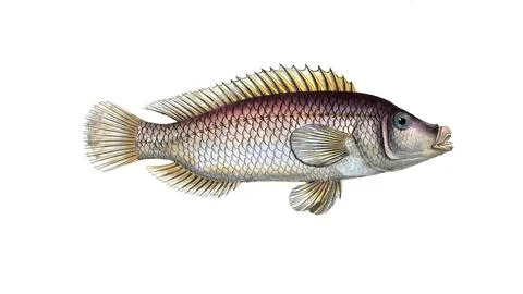 Fish, fish, fish genus from the snapper family Lutjanus linckii, the linkian Stock Illustration