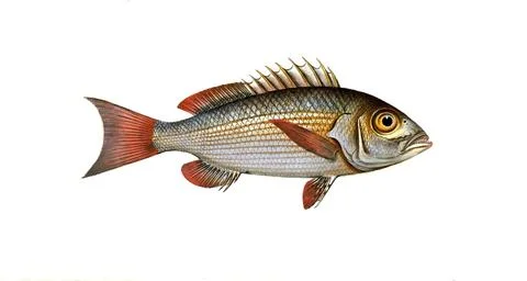 Fish, Fish, Fish genus from the snapper family Lutjanus Fish genus from the Illustrazione stock