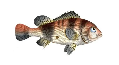 Fish, Fish, Fish genus from the snapper family Lutjanus surinamensis, Illustrazione stock