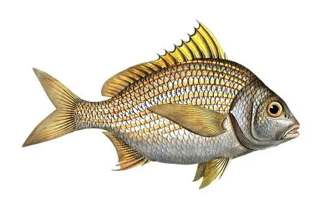 Fish, Fish, Fish genus from the snapper family Lutjanus luteus, the Yellow-fin, Illustrazione stock