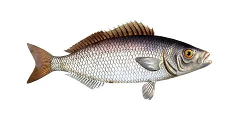 Fish, Fish, Fish genus from the snapper family Lutjanus chrysops, The Gold-Eye, Illustrazione stock