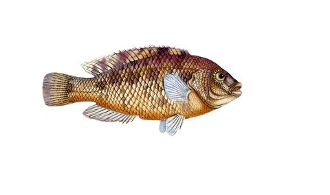 Fish, Fish, Fish genus from the snapper family Lutjanus norve, Historical, Stock Illustration