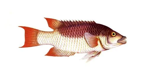 Fish, fish, fish genus from the snapper family Lutjanus verres, the Sea-Boar, Illustrazione stock