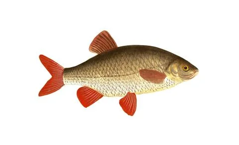 Fish, Fish, Genus of carp fish, Cyprinus erythrophthalmus, Scardinius イラスト素材