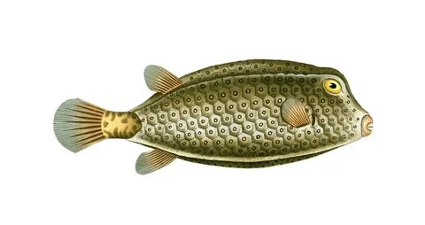 Fish, Fish, Genus marine ray-finned fish, Ostracion cubicus, spikeless square, Stock Illustration