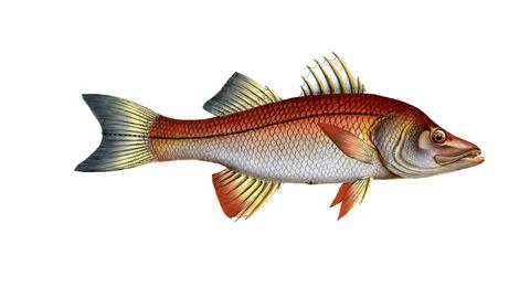 Fish, fish, genus of the umber fish family, Sciaena undecimalis, the Elevan-ray, Stock Illustration