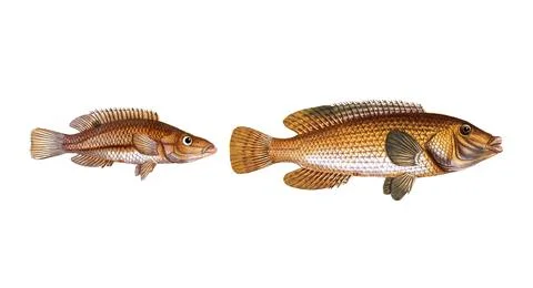 Fish, fish, left: Fish genus from the snapper family Lutjanus rostratus, the Illustrazione stock