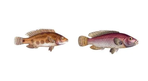 Fish, fish, left: Fish genus from the snapper family Lutjanus notatus, the Stock Illustration