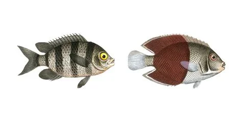 Fish, fish, left: Genus butterflyfish, butterflyfish, Chaetodon saxatilis, the Stock Illustration