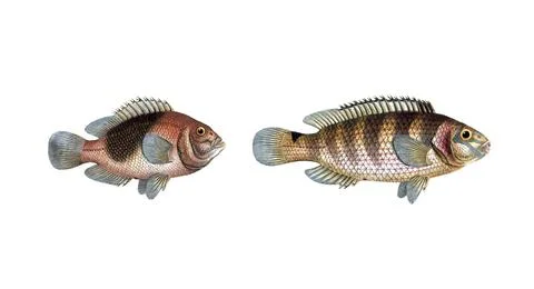Fish, fish, left: Genus of fish from the snapper family Lutjanus ephippium, The Illustrazione stock