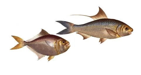 Fish, fish, left: Group of perch relatives, Scomber minutus, the little Stock Illustration
