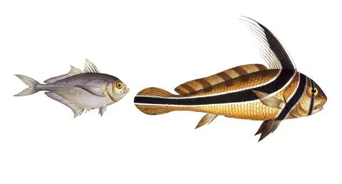 Fish, fish, left: Group of perch relatives, Scomber Kleinii, the small mackerel, Stock Illustration