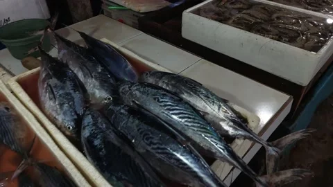 Fish at Fish Market Stock Footage 162606845