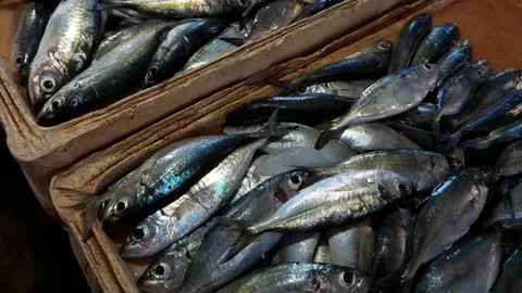 Fish at Fish Market Stock Footage 162607477