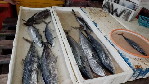 Fish at Fish Market Stock Footage 162607480