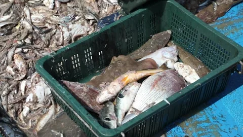 Fish at the fish market Видео 306040292