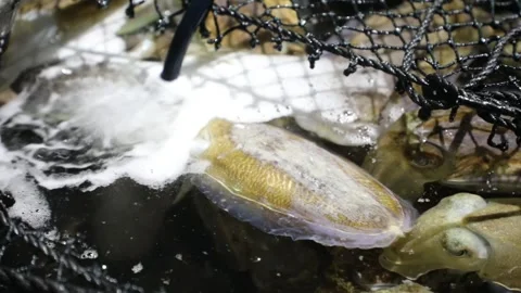 Fish at the fish market Video stock 306040297