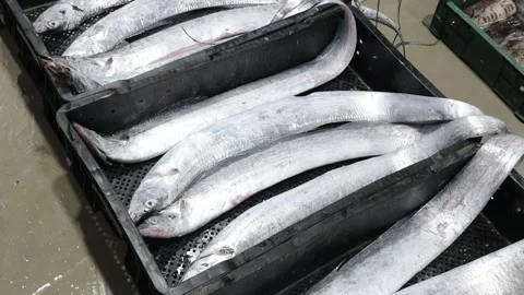 Fish at the fish market Stock Footage 306040568