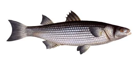 Fish, Fish, Mugil caphalus, Flathead grey mullet, Historic, digitally restored Stock Illustration