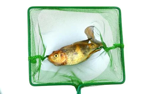 Fish on fish net Stock Photos