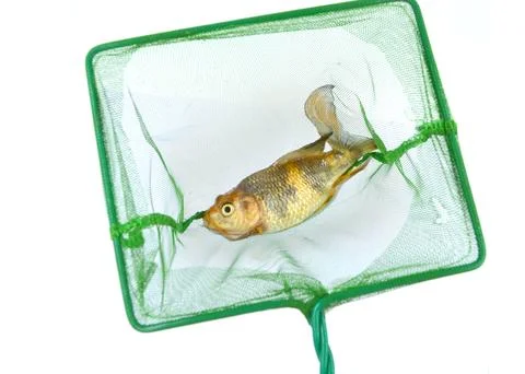 Fish on fish net top view Stock Photos