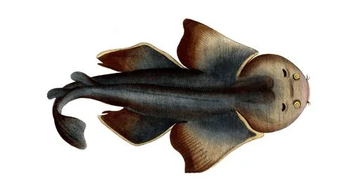Fish, Fish, Shark genus from the spiny dogfish family, Squalus squatina, Stock-Illustration