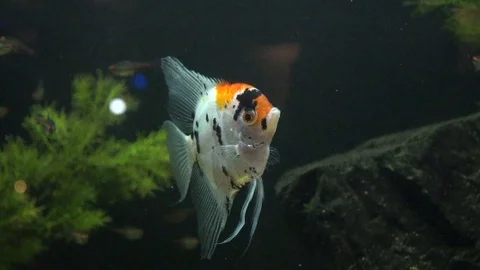 Fish in Fish Tank Stock Footage 87094043