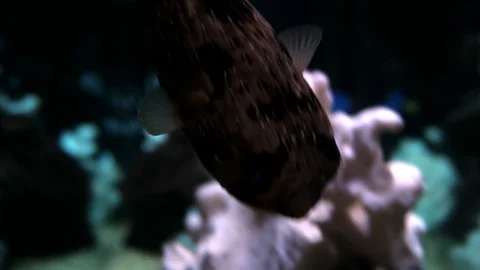 FISH IN FISH TANK 스톡 동영상 98567008
