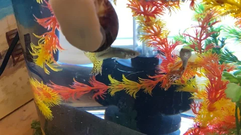 Fish In Fish Tank Stock Footage 128347816