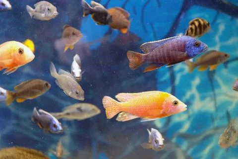 Fish In Fish Tank Stockfoto's