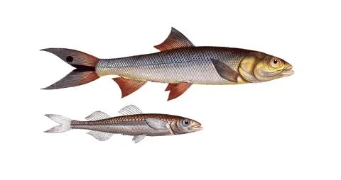 Fish, fish, top: Atherina hepsetus, the Atherine. below: Elops saurus, the Stock Illustration