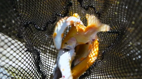 Fish in Fishing cage Stock Footage 64574751