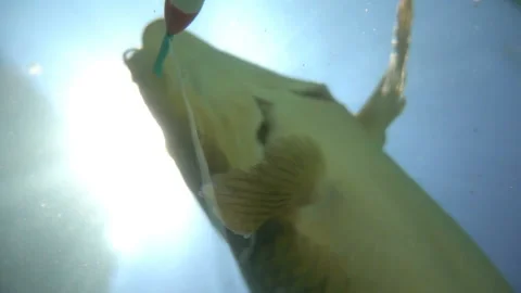 Fish On A Fishing Line Stock Footage 95774879