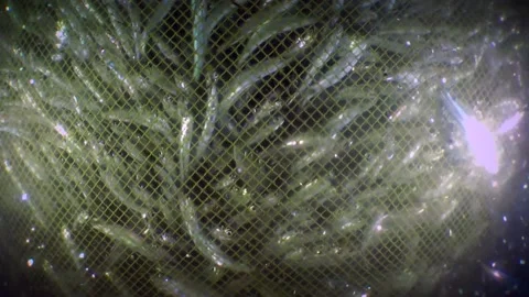 Fish in a fishing net: sea fish anchovies inside a fishing trawl, close-up. Stock Footage 132861767