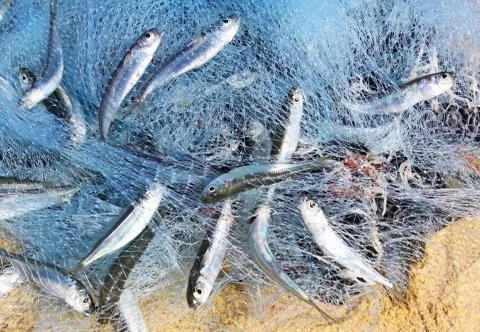 Fish in a fishing nets Stock Photos