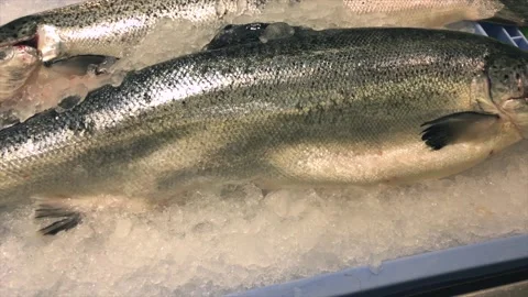 Fish in a fishmonger close-up Stock Footage 142687173