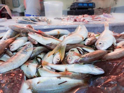 Fish on the fishpond bench Stockfoto's
