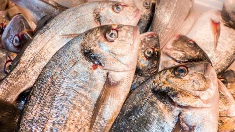 Fish on the fishpond bench Stock Photos