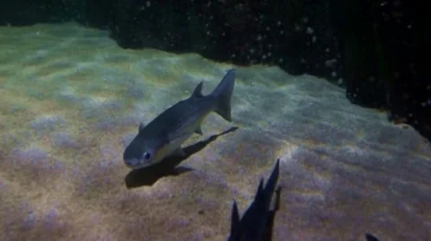 Fish in a fishtank Stock Footage 10159863