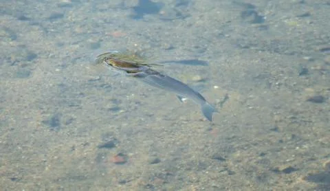 Fish flathead grey mullet mugil cephalus Stock Photos