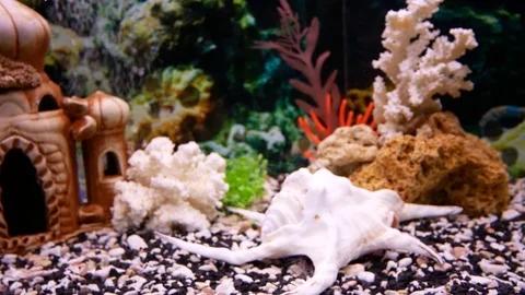 The fish float in the aquarium. Small aquarium fish behind the glass. Stock Footage 76091909
