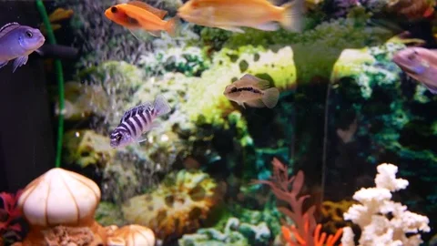 The fish float in the aquarium. Small aquarium fish behind the glass. Stock Footage 76091996