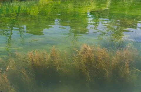 Fish float in clear turquoise water. Foto stock