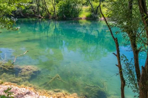 Fish float in clear turquoise water. Fotos de archivo