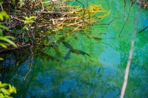 Fish float in clear turquoise water. Foto stock
