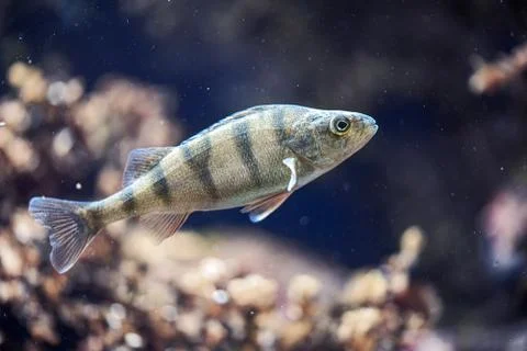 Fish float in the deep dark blue water Foto stock