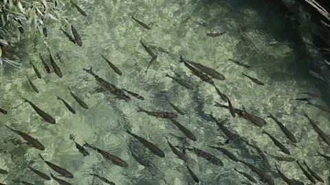 The fish float in perfectly clear water. Stock Footage 94633013